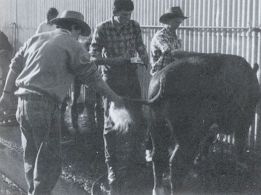 Cattle Club