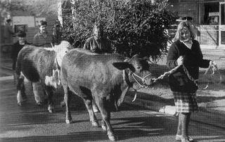 Cattle Club