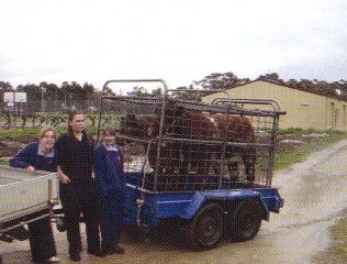 Cattle Club