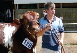 Cattle Club